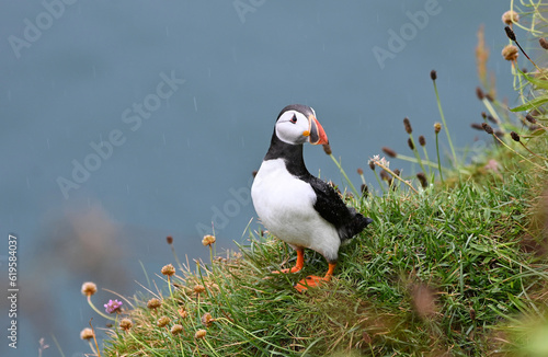 A close up of a Puffin on a cliff in Scotland. Latin name 'Fratercula'.