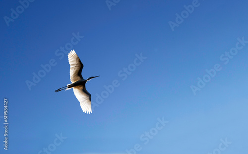 Canvas Print Great Egret (Ardea alba)