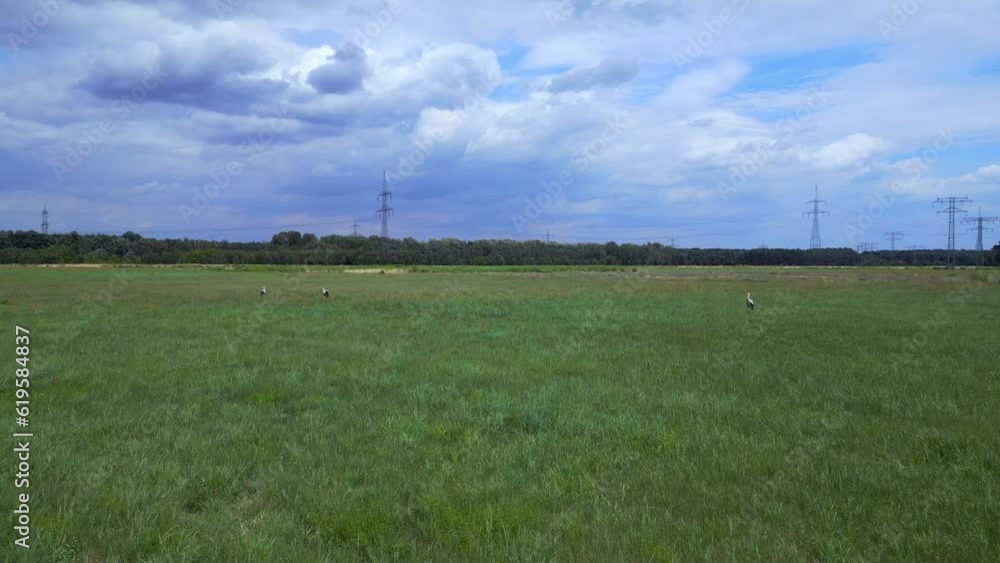 white Storks at summer meadow field cloudy sky Majestic aerial view flight drone white Storks at summer meadow field cloudy sky Majestic aerial view flight drone