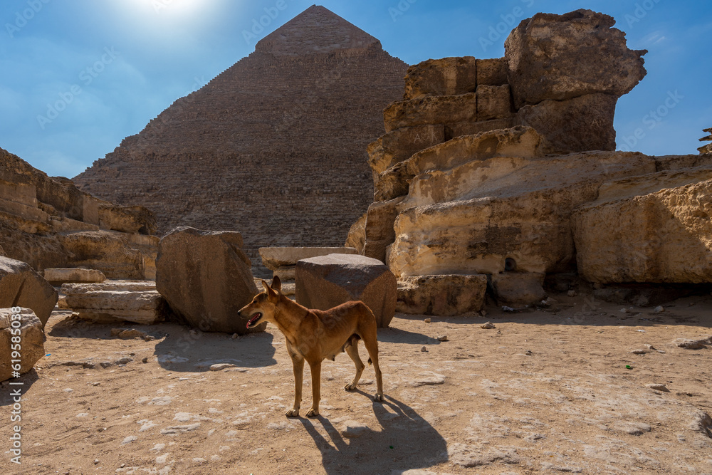 Stray Dog at the Great Pyramid at ehe Giza pyramid complex, Giza