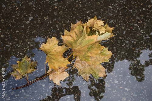Yellow leaves in autumn puddles  top view