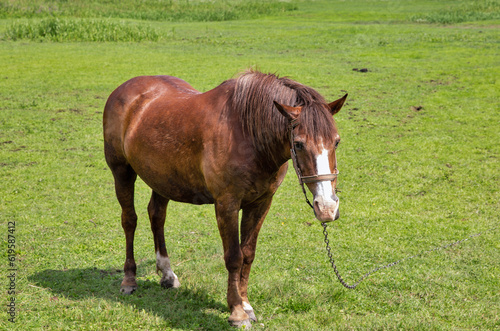 Lone brown horse grazing in the meadow