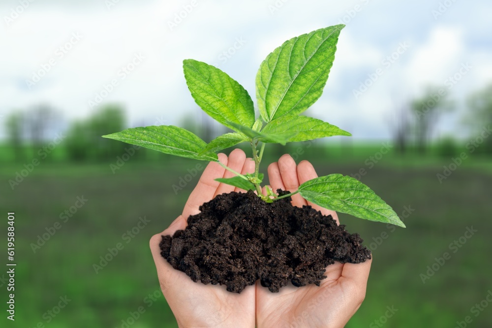 Farmer hand holding dark soil on field background. Farmer hand holding dark soil on field background.