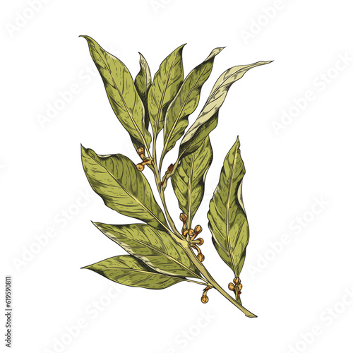 Vector sketch fragrant bay leave isolated illustration, dry branch of bay leaf with corns, pepper on white background
