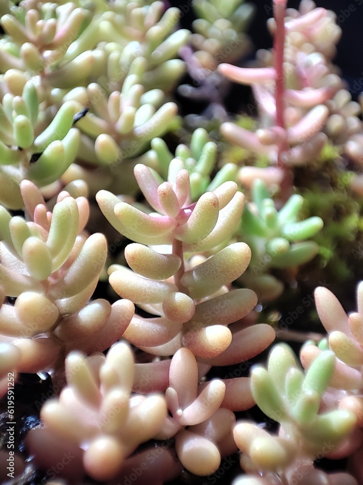 petite plante succulente petite plante succulente