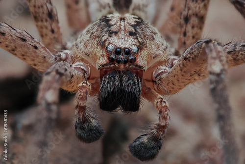 Die Nosferatu Spinne als Nahaufnahme in Frontalansicht, Zoropsis spinimana