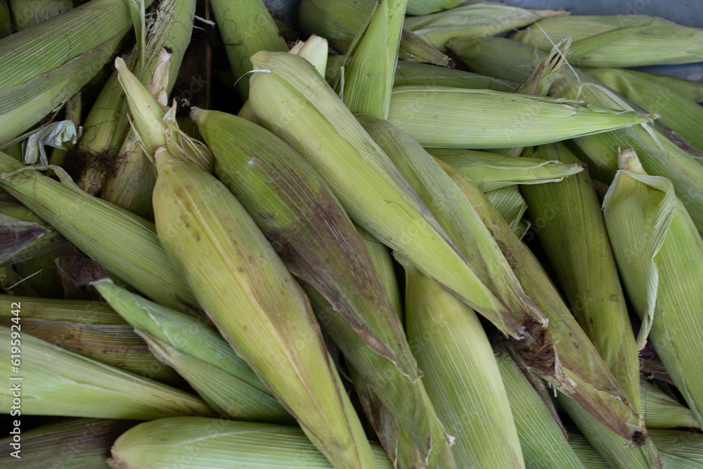 bowl full of green hulled corn cobs bowl full of green hulled corn cobs