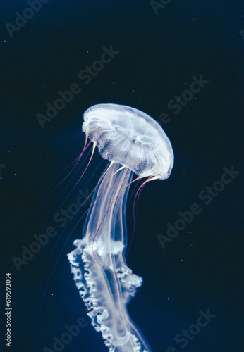 Illuminated jellyfish in the dark water. Isolated on dark background	