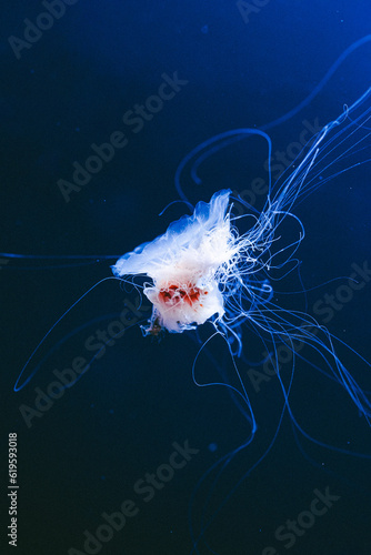 Jellyfish swimming in the aquarium. Isolated on dark background 