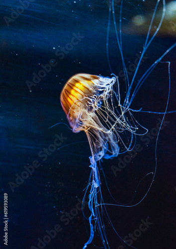 Illuminated jellyfish moving through the water. Isolated on dark background	