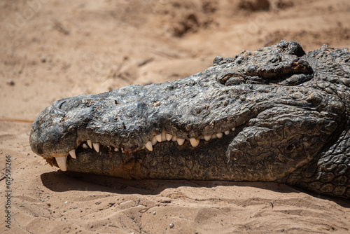 Crocodile in close-up in the water. Crocodile farm. Tourist attractions on in Africa. A powerful predator with big teeth.