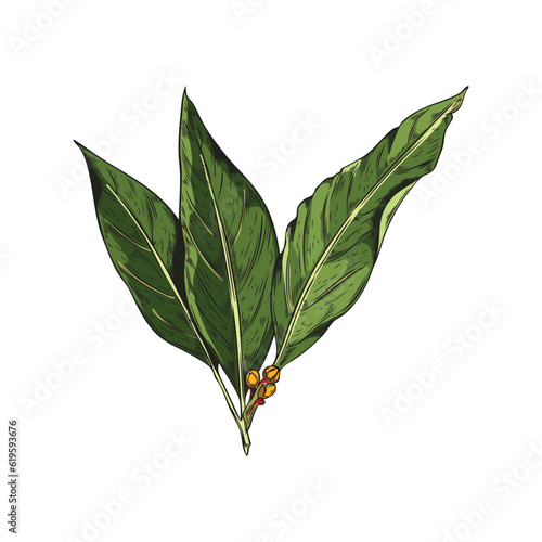Bay leaf leaves on branch, hand drawn sketch vector illustration isolated on white background.