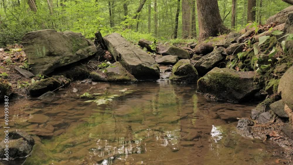 Summer forest in Delaware (USA). Dense greenery, many streams and singing birds. Summer forest in Delaware (USA). Dense greenery, many streams and singing birds.