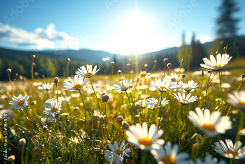 Flower field with white flowers illuminated by the sun, spring and summer concept