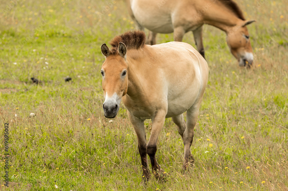 Portrait of a Przewalski horse on a pasture in summer outdoors Portrait of a Przewalski horse on a pasture in summer outdoors