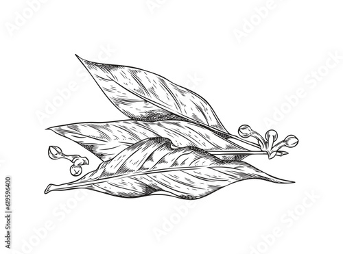 Bay leaf with corns, pepper vector hand drawn isolated illustration, bay Laurel or Laurus nobilis, spices vintage engraved