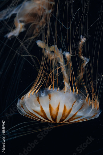 Jellyfish swimming at Point Defiance zoo in Tacoma, Washington