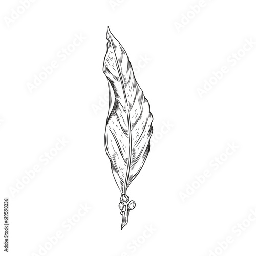 Hand drawn bay leaf in monochrome sketch style, vector illustration isolated on white background.