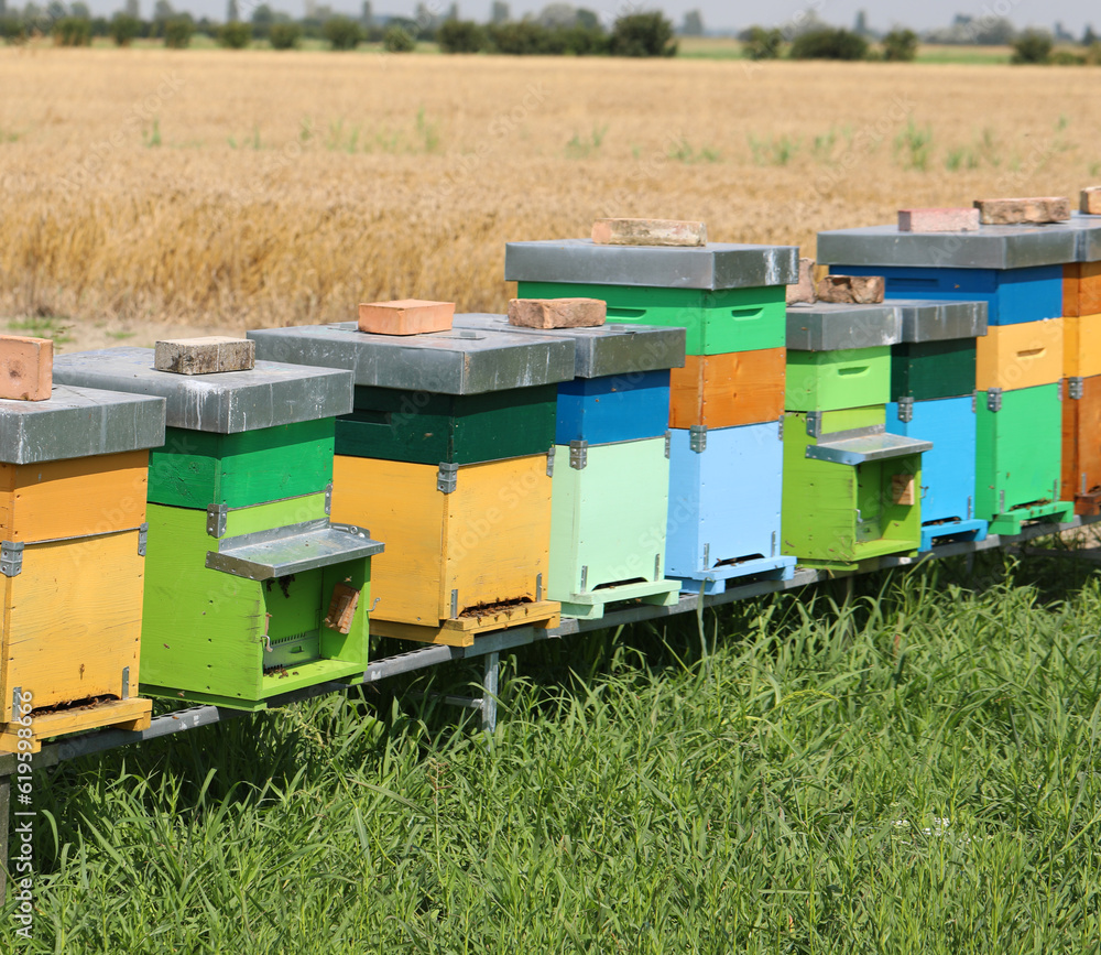 bee hives for the production of organic honey in the middle of the field in summer bee hives for the production of organic honey in the middle of the field in summer