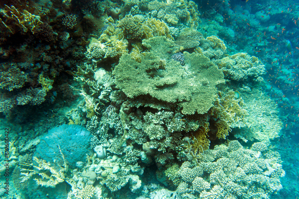 Obraz premium View of coral reef in Sharm El Sheik