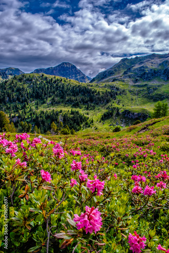 fioritura di rododendri sui Lagorai