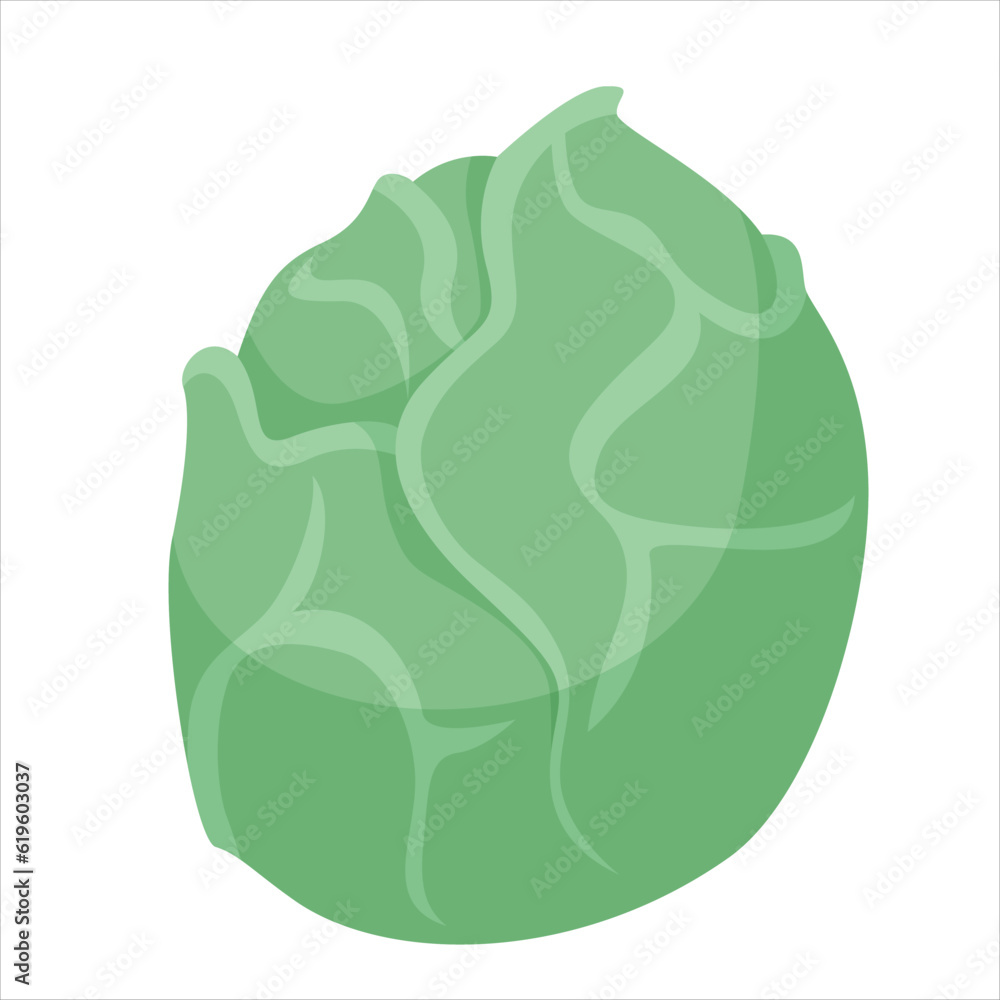 cabbage isolated on white background cabbage isolated on white background