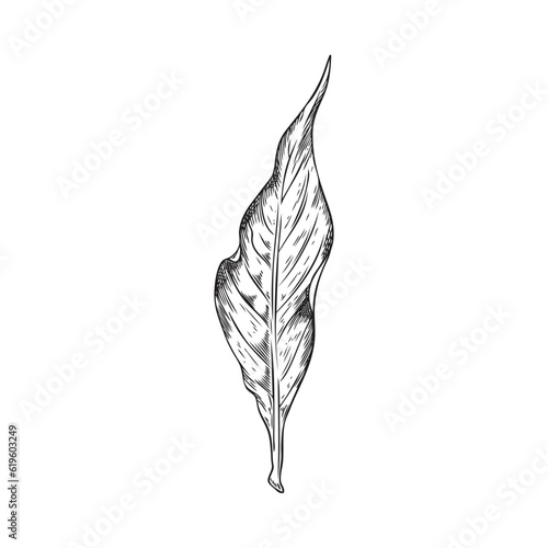 Bay leaf in monochrome sketch style, hand drawn vector illustration isolated on white background.