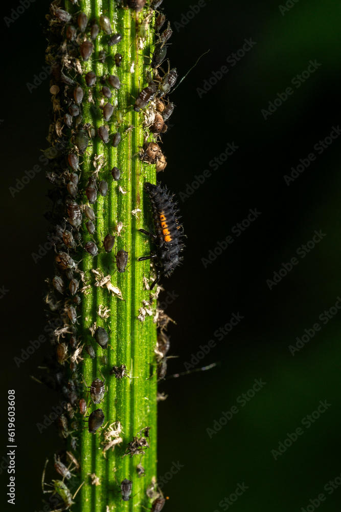 Fototapeta premium Insects