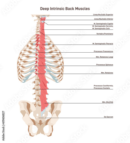 Deep intrinsic back muscles, transversospinalis. Backbone muscular