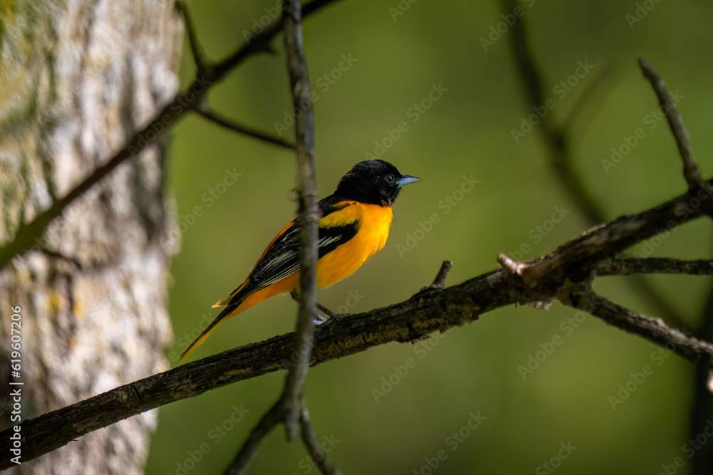 baltimore oriole sitting on a branch in the woods with a green background baltimore oriole sitting on a branch in the woods with a green background