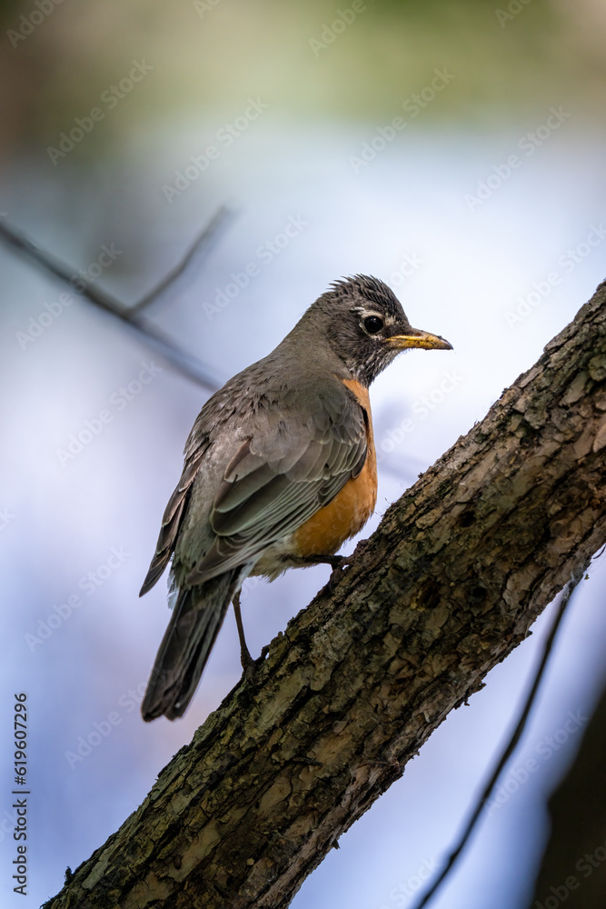 robin on a branch with a cloudy background robin on a branch with a cloudy background