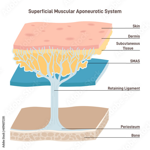 Superficial muscular aponeurotic system. Tissue plane of the face
