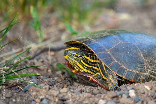 painted turtle on the side of a river trail