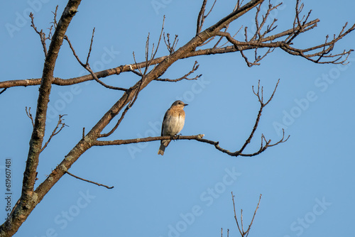song bird perched in a barren spring tree