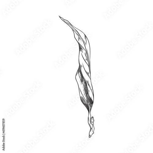 Monochrome bay leaf, hand drawn sketch vector illustration isolated on white background.