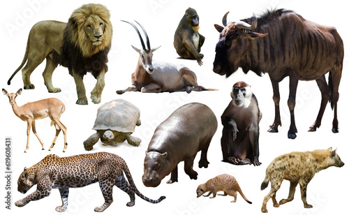 Fototapeta Naklejka Na Ścianę i Meble -  Collage with African mammals and birds isolated over white background