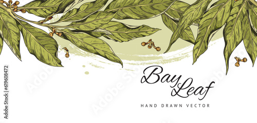 Bay leaf seamless border in colored sketch style, vector illustration on white background.