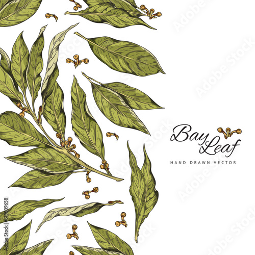 Set of hand drawn branch of bay leaf with corns, color vector realistic sketch illustration of bay laurel or laurus nobilis with lettering