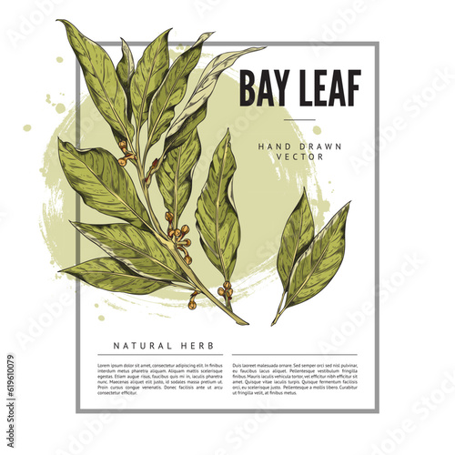 Bay leaf natural herb, banner with space for text, sketch vector illustration on white background.