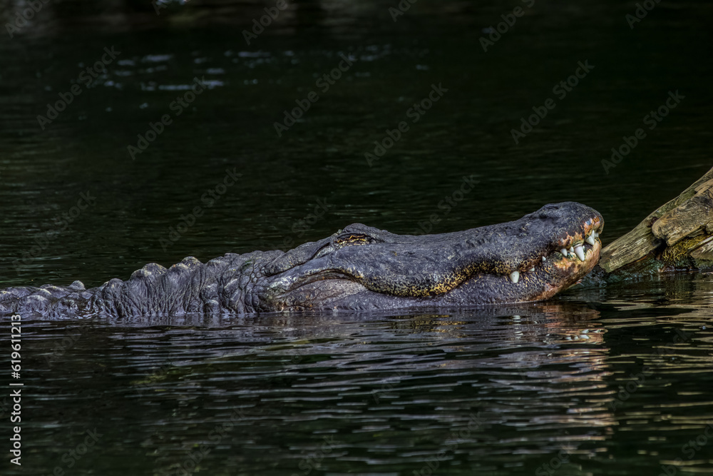 alligator in the swamp alligator in the swamp