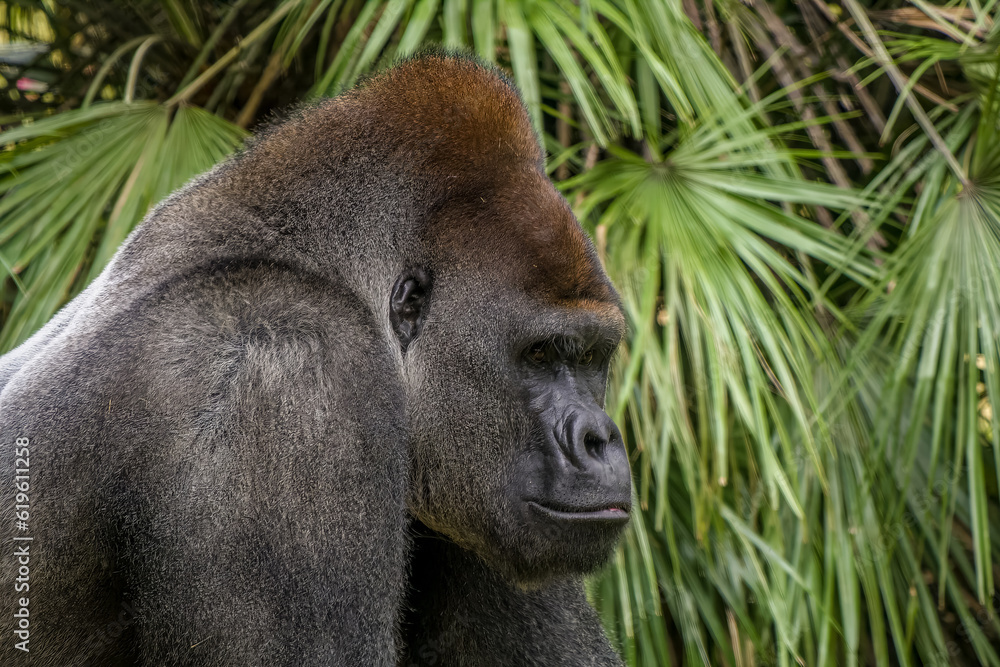 Obraz premium silver back close up