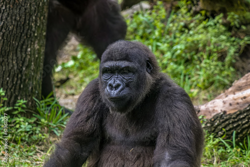 gorilla sitting on the grass