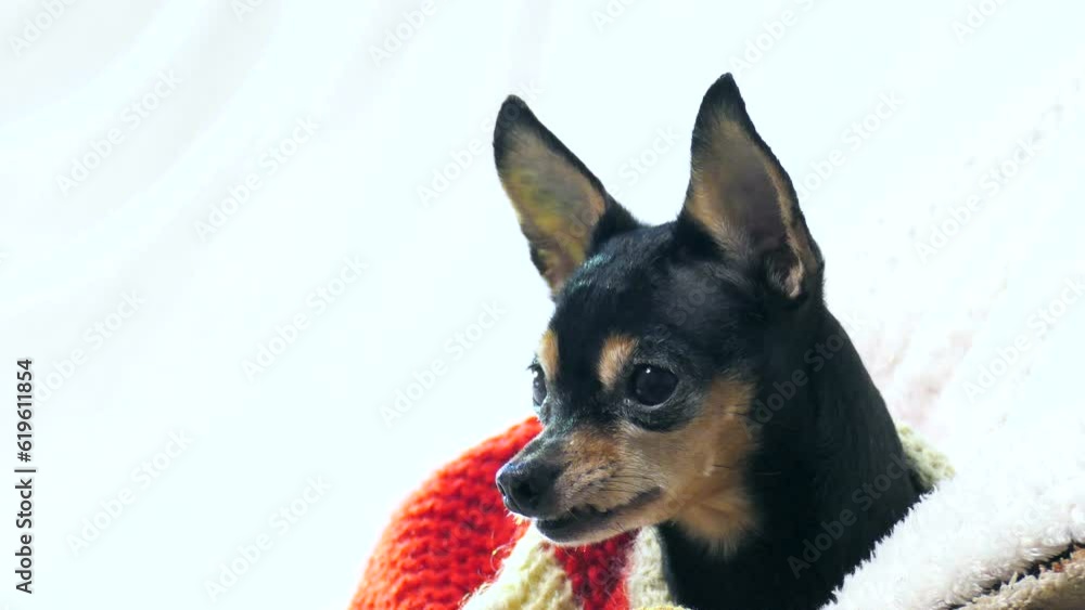 Toy terrier in a red sweater. Clothes for animals. Dog emotions. Dog mini footage for design and advertising. Toy terrier in a red sweater. Clothes for animals. Dog emotions. Dog mini footage for design and advertising.