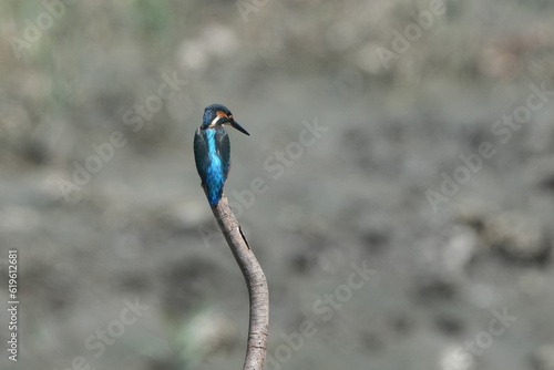 common kingfisher in a forest