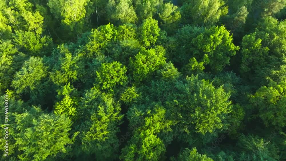 Top view of the trees on a spring evening. View of the forest from the drone. The concept of nature waking up after winter. Aerial view of the forest, trees. Top view of the trees on a spring evening. View of the forest from the drone. The concept of nature waking up after winter. Aerial view of the forest, trees.