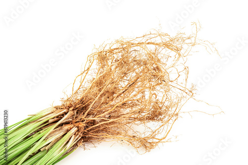 Vetiver grass or Vetiveria zizanioides roots isolated on white background. photo