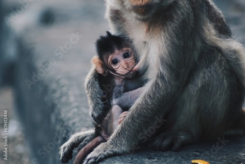 Cute baby monkey getting feeded by mom on the streets in Thailand photo