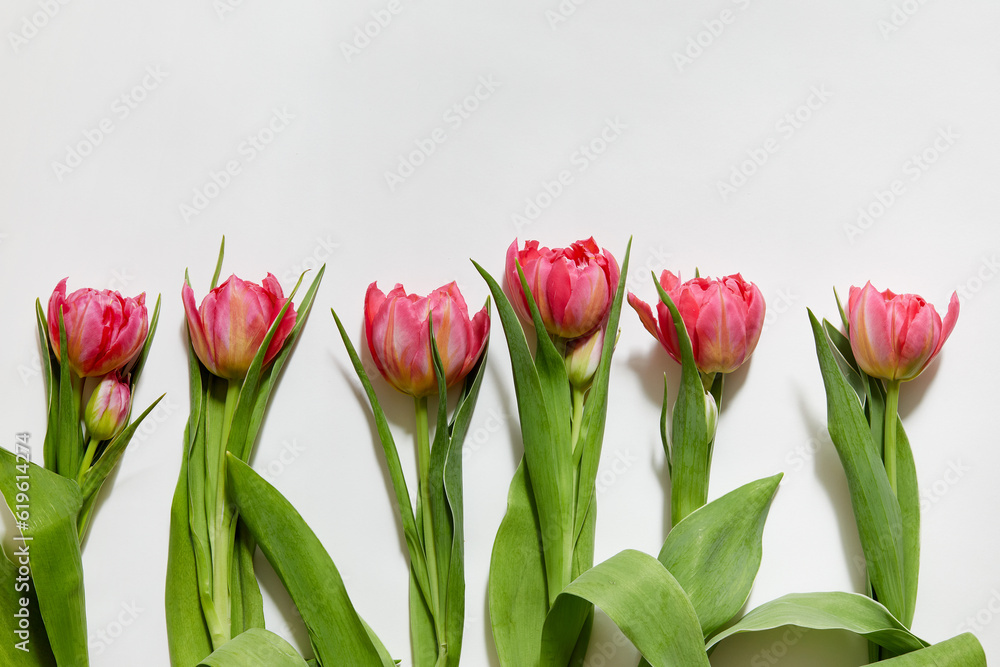 Row of pink tulips against white background Row of pink tulips against white background