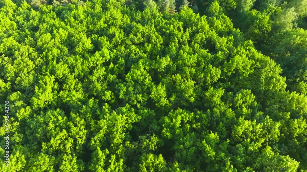 Top view of the trees on a spring evening. View of the forest from the drone. The concept of nature waking up after winter. Aerial view of the forest, trees. Top view of the trees on a spring evening. View of the forest from the drone. The concept of nature waking up after winter. Aerial view of the forest, trees.