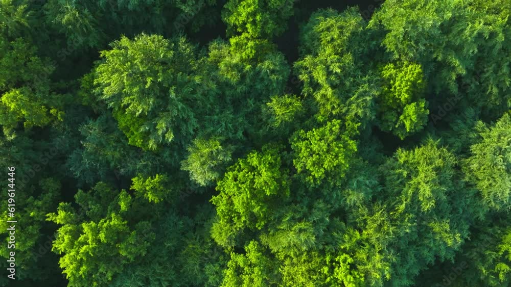 Top view of the trees on a spring evening. View of the forest from the drone. The concept of nature waking up after winter. Aerial view of the forest, trees. Top view of the trees on a spring evening. View of the forest from the drone. The concept of nature waking up after winter. Aerial view of the forest, trees.
